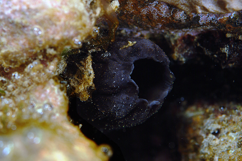 Phallusia fumigata